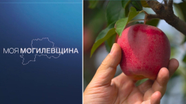 В САМОЕ ЯБЛОЧКО! // Земля которая кормит // Моя Могилевщина